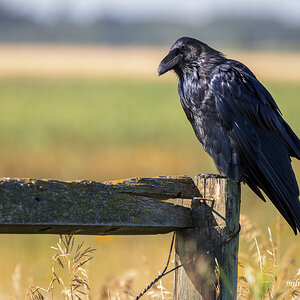 Raven on Fence.jpg