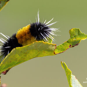 Spotted Tussock Moth Caterpillar.jpg