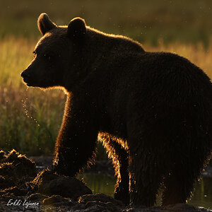 Thinking bear