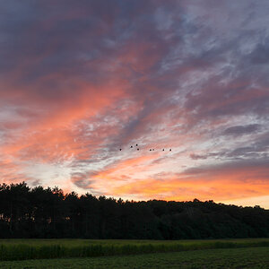 Sandhill Cranes at sunset