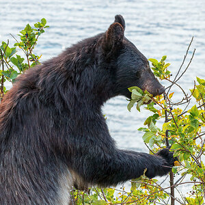 Black Bear eating berries.jpg