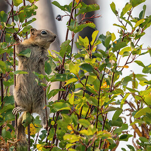 Golden Mantled Ground Squirrel 2.jpg