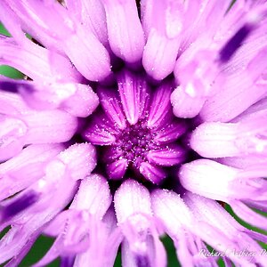 Purple flower macro .jpeg
