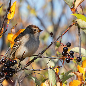 White-crowned Sparrow, Juvenile.jpg