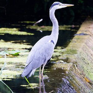 Heron 2.jpeg