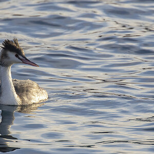 Great Crested Grebe