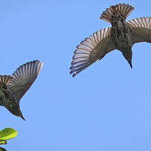 European Starlings.jpg