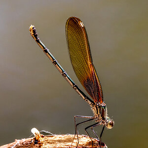 red dragonfly .jpg