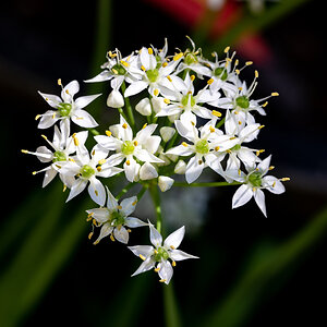 Onion grass