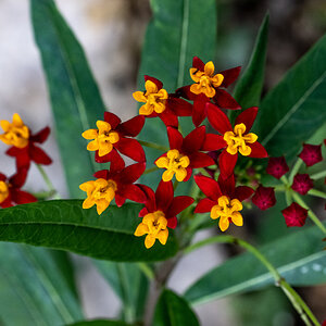 Butterfly weed