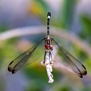 Dragonfly at creek