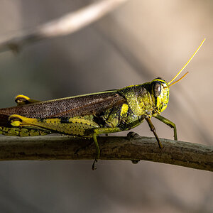 Texas hopper