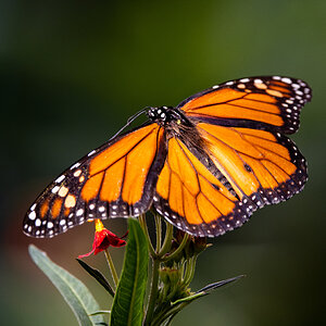 Monarch on Butterfly Weed 1