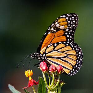 Monarch on Butterfly Weed 2