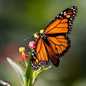 Monarch on Butterfly Weed 3