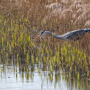 greyheron.jpg