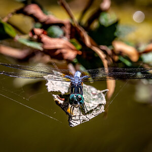 Blue dragonfly on leaf