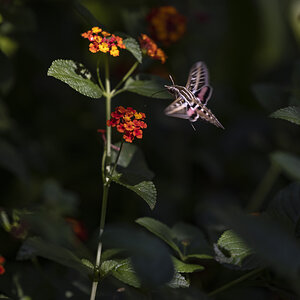ASC_5532 Hummingbird Moth 3.jpg