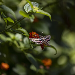 ASC_5532 Hummingbird Moth 8.jpg