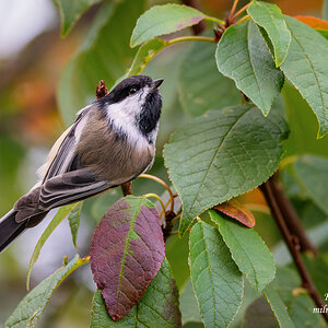 Autumn - Black-capped Chickadee.jpg