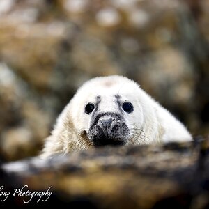 Seal pup Fishguard.jpeg