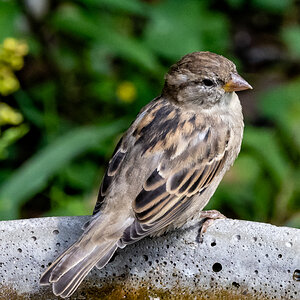 Sparrow