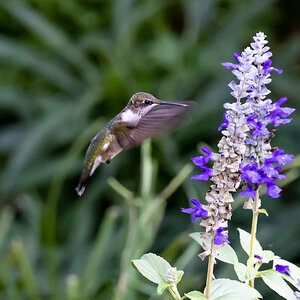 Hummingbird hovering