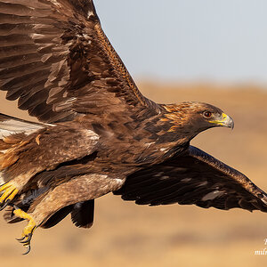 Golden Eagle 2.jpg