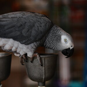 African Grey parrot in a Petshop