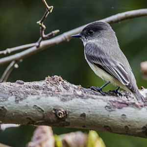 Backyard Visiting Bird