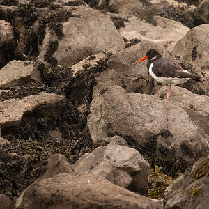 Oystercatcher