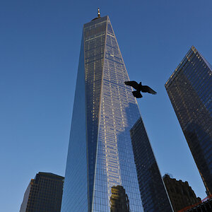 World Trade Tower and the Lonely Bird