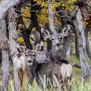 Manti LaSal National Forest