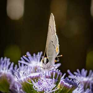 Gray Hairstreak or Cotton Square Borer, Strymon Melinus