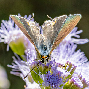 Gray Hairstreak or Cotton Square Borer, Strymon Melinus