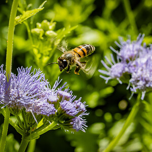 Bee Hovering