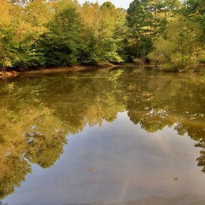 Pond reflections.jpeg
