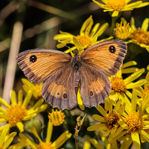 GATEKEEPER FEMALE 2.jpeg