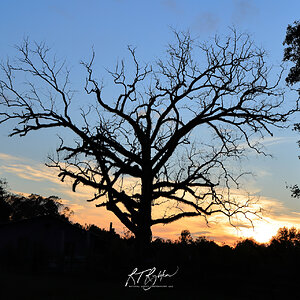 sm Signature Old Tree Sunset 0I9A1656 copy 2.jpg