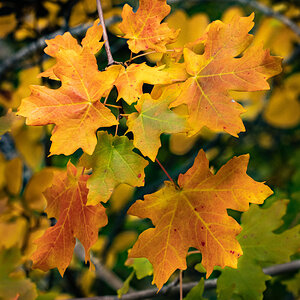 Big Cottonwood Canyon