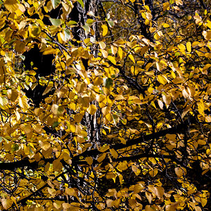 Big Cottonwood Canyon