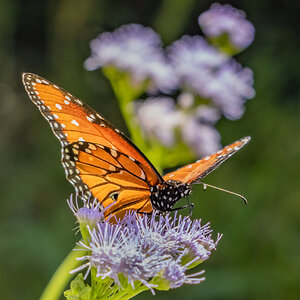 Monarch on Gregg's Mistflower