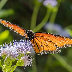 Monarch on Gregg's Mistflower