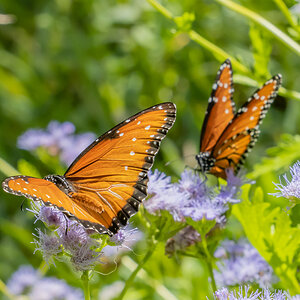 Monarchs on Gregg's Mistflower