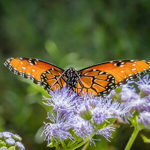 Monarch on Gregg's Mistflower