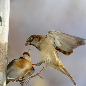 The Sparrow and the Goldfinch
