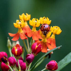 Ladybug on butterfly weed