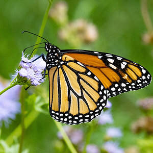 November Monarch on Gregg's mist flower