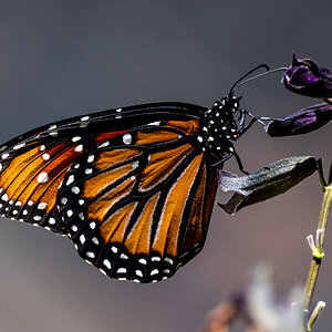 Monarch on Salvia