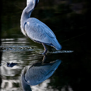 Gray heron.jpg
